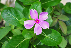 Catharanthus roseus Madagascar Periwinkle, Jasmine, Cayenne Old Maid Periwinkle Catharanthus roseus Madagascar Periwinkle, Jasmine, Cayenne Old Maid Periwinkle